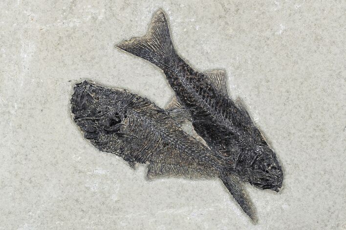Fossil Fish (Diplomystus & Mioplosus) Plate - Wyoming #179259